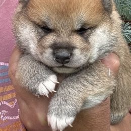 Boy 1 - Red male Shiba Inu puppy in Winthrop, Minnesota from Kayobi Shibas