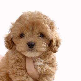 Oscar - Red male Cavapoo puppy in Liberty Hill, Texas from Cuddlebug Cavapoos of Austin