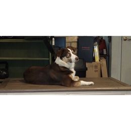 Bella - Miniature Australian Shepherd