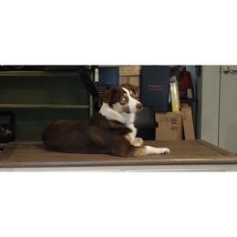 Bella - Miniature Australian Shepherd