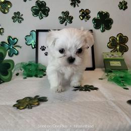 Boy 1 - White male Mal-Shi puppy in Boca Raton, Florida from Tina-Marie's Pups