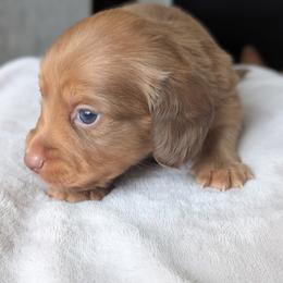 Elle - Red female Dachshund puppy in Waddell, Arizona from The Bearded Companions