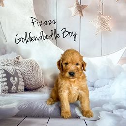 Pizazz - Red  male Goldendoodle puppy in Grove, Oklahoma from Guinn Family Farms