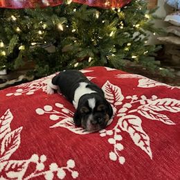 Basset Hound Puppies from Oklahoma Limestone Hounds