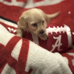 Dachshund Puppies from Baker's Farm Dachshunds