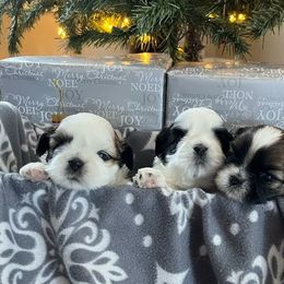Shih Tzu Puppies from Delight Shihtzu