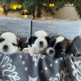 Shih Tzu Puppies from Delight Shihtzu