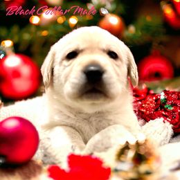 Labrador Retriever Puppies from Flashylabs  AKC GR CHAMPION SIRED