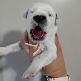 CD - White and black female Dalmatian puppy in Gray, Georgia from Fuller Spots