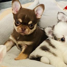 Chihuahua Puppies from Stardom Chihuahuas
