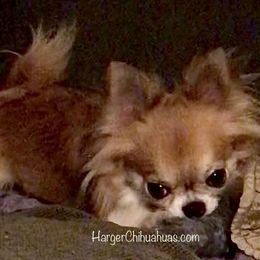 Sage  - Chihuahua