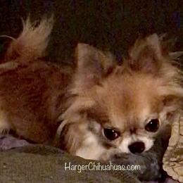 Sage  - Chihuahua