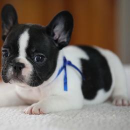 Blue Collar - White and brindle male French Bulldog puppy in Wichita, Kansas from Phantasticus French Bulldogs