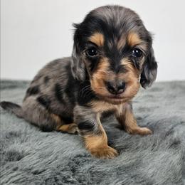 Black and tan dapple male - Dapple male Dachshund puppy in Belle Rive, Illinois from Akin's Miniature Dachshunds, LLC
