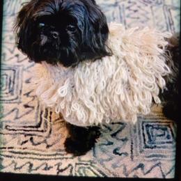 Rosie - Shih Tzu