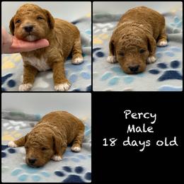 Percy - Red  male Poodle puppy in Grass Valley, California from Sapphire Ridge Poodles