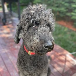 Koko - Labradoodle