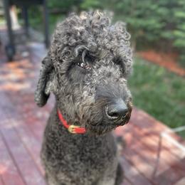 Koko - Labradoodle