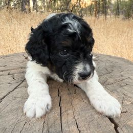 Zion - Black and white male Cavapoo puppy in Redding, California from O’Hara  Doodles