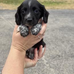 Sam - Piebald male Dachshund puppy in Troup, Texas from East Texas Dachshunds