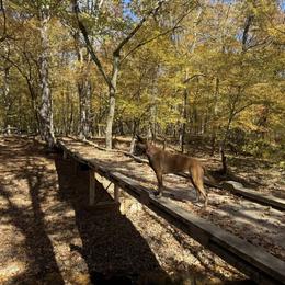 Belgian Malinois and Sporty Mixes from Dark Sky Kennels