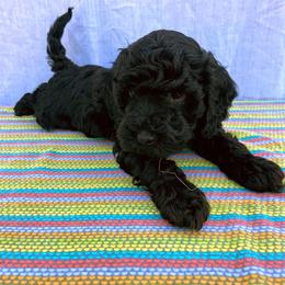 Aussiedoodle, Australian Shepherd, Bernedoodle, Cockapoo, and Poodle Puppies from Sis' Doodles & Poodles