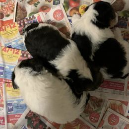 Wire Fox Terriers from Magnolia Wire Fox Terriers