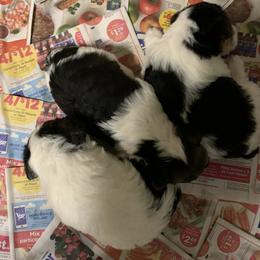 Wire Fox Terriers from Magnolia Wire Fox Terriers