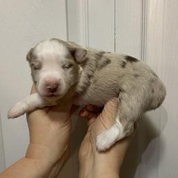 Autumn - Red merle male Miniature Australian Shepherd puppy in Marysville, Washington from Garay Mini Aussies