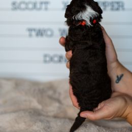 Labrador Retriever and Portuguese Water Dog Puppies from Hilltop Portuguese Water Dogs