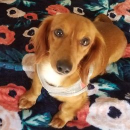 Dachshunds from Nursing Home in Winter Haven
