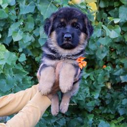 Orange collar - Black and red female German Shepherd puppy in Stockton, California from Zaragoza German Shepherds