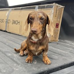 Topper - Dachshund