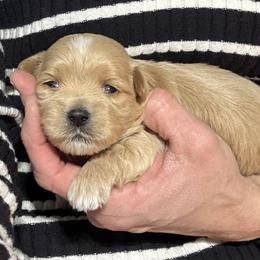 Boy 2 - Red male Havanese puppy in Congerville, Illinois from Happy Go Lucky Havanese