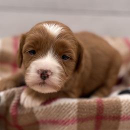 Jewel - Red  female Goldendoodle puppy in Kansas City, Kansas from Bella & Ivy’s Mini Goldendoodles of KC