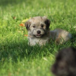 Sable - Gold sable male Havapoo puppy in Grants Pass, Oregon from Oregon Valley Doodles