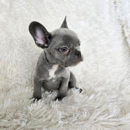Marshmallow - Blue male French Bulldog puppy in Lubbock, Texas from West Texas Dachshunds LLC