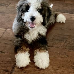 Gus - Bernedoodle