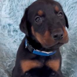 Boy 1 - Black and rust male Doberman Pinscher puppy in Centralia, Missouri from TopSpots Farm