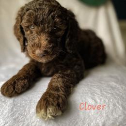 Goldendoodle Puppies from Garden City Doodles, LLC