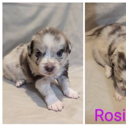 Girl 1 - Red merle Australian Shepherd puppy in Sanger, California from A&M Australian Shepherds