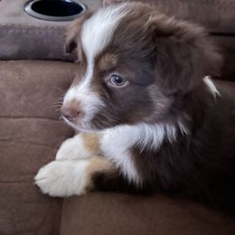 Miniature Australian Shepherd Puppies from Double-P Aussies