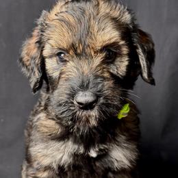 Boy 1 - Green Collar - Pepper and salt male Giant Schnauzer puppy in St George, Utah from Schnauzer Ranch