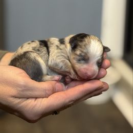 Praline - Merle female Pomsky puppy in Sturgis, Kentucky from Furever Pomskies