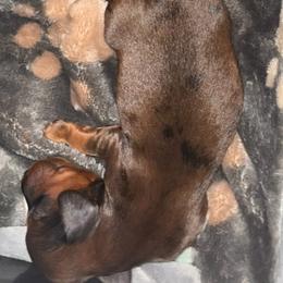 Poodle Puppies from TMJ Dachshunds & More