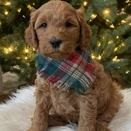 Boy - Goldendoodle puppy from Tails and Trails Doodles
