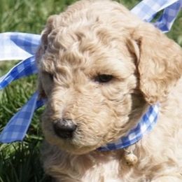 Goldendoodle Puppies from Wonderfuldoodles.com