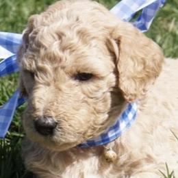 Goldendoodle Puppies from Wonderfuldoodles.com