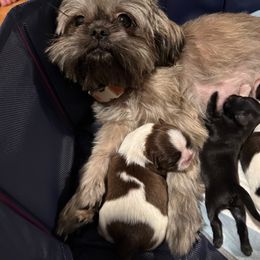 Shih Tzu Puppies from Blue Ridge Shih Tzus