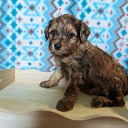 Aussiedoodle, Australian Shepherd, Bernedoodle, Cockapoo, and Poodle Puppies from Sis' Doodles & Poodles